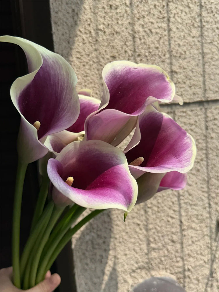 'Picasso' Calla Lily