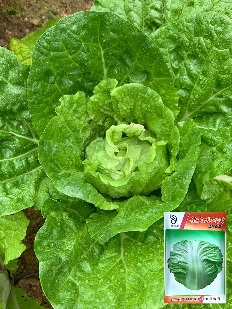 Jiajiale Heading Cabbage