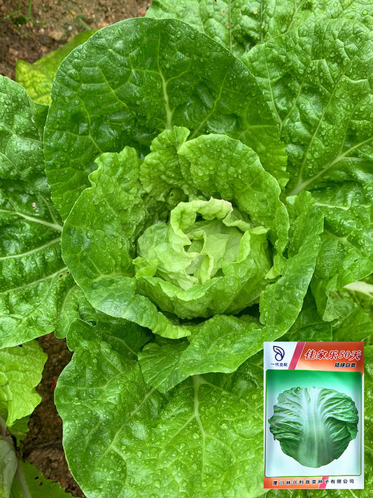 Jiajiale Heading Cabbage