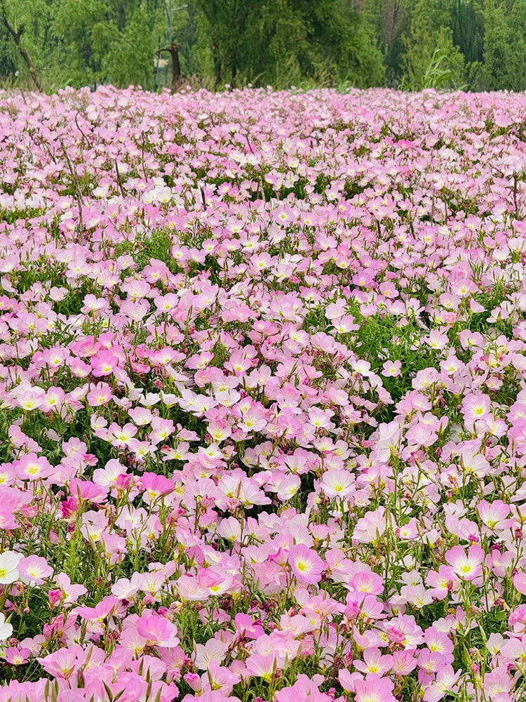 Pink Evening Primrose