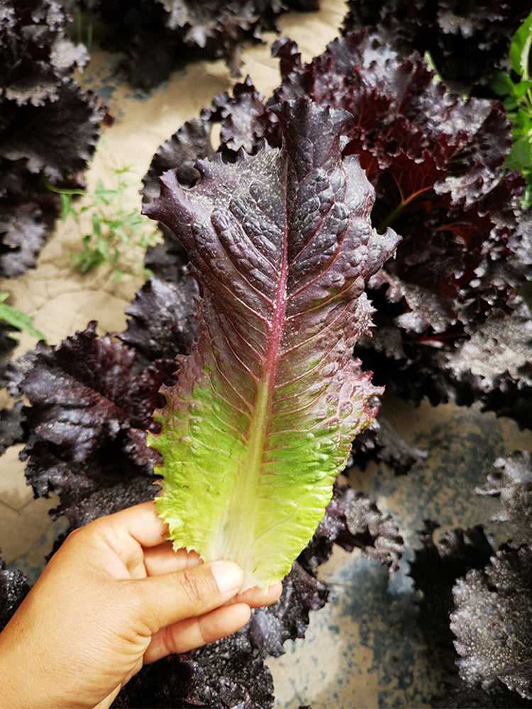 Crimson Wrap Lettuce (Lactuca sativa)