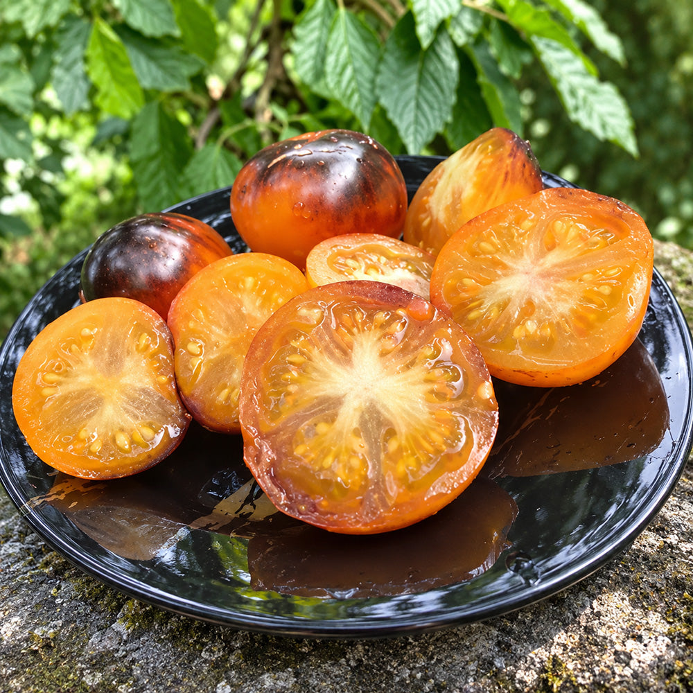 358 Edith Bernhard Tomato