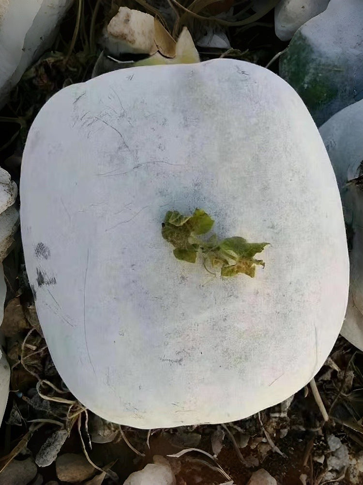 Beijing Chuanling No. 8 Wax Gourd