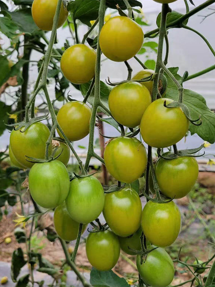 Dream Green Sweet No.2 Cherry Tomato