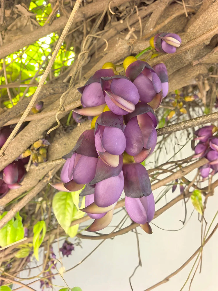 Evergreen Mucuna