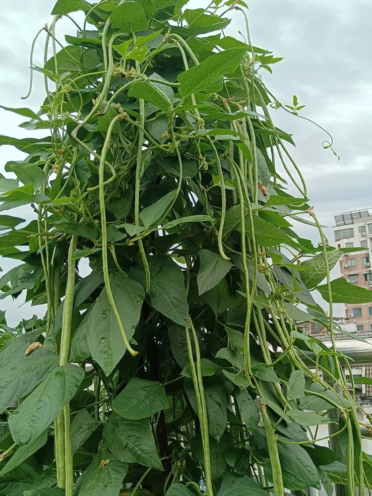 Jiemei Xiabao No. 2 Cowpea
