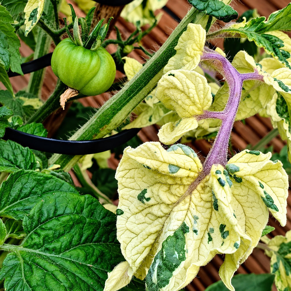 206 Dwarf Walter's Fancy Tomato