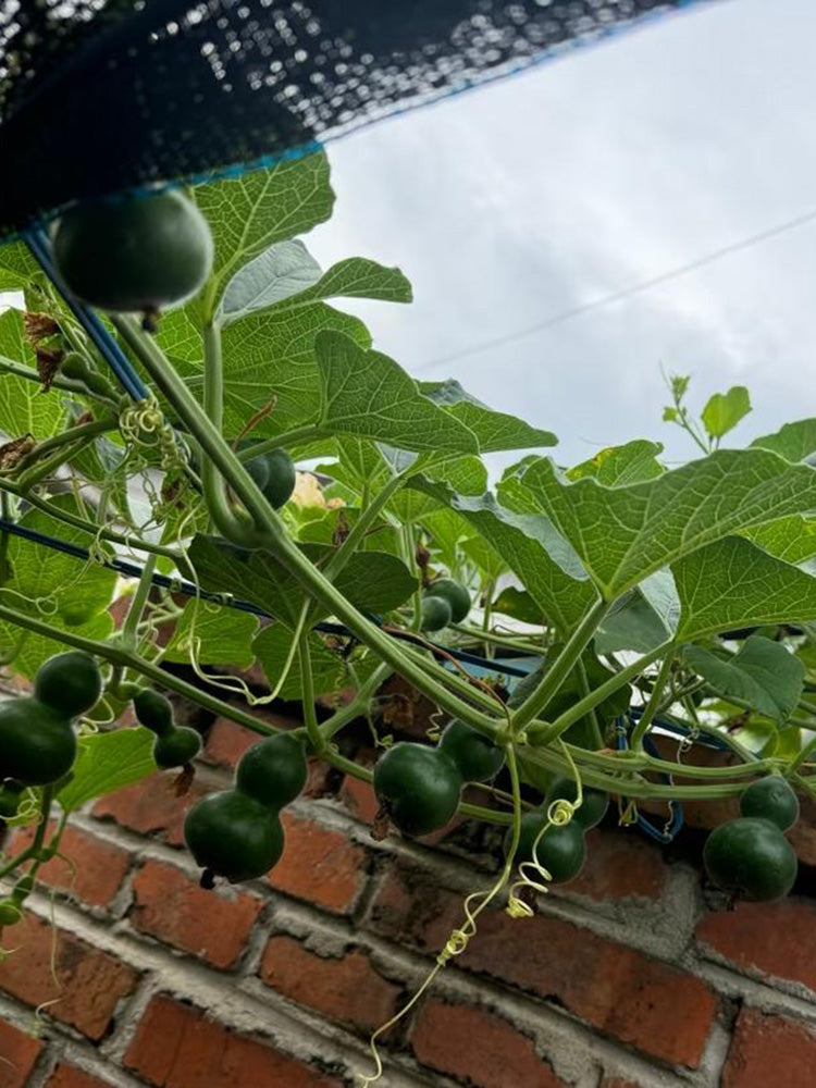 Dark Green Gourd
