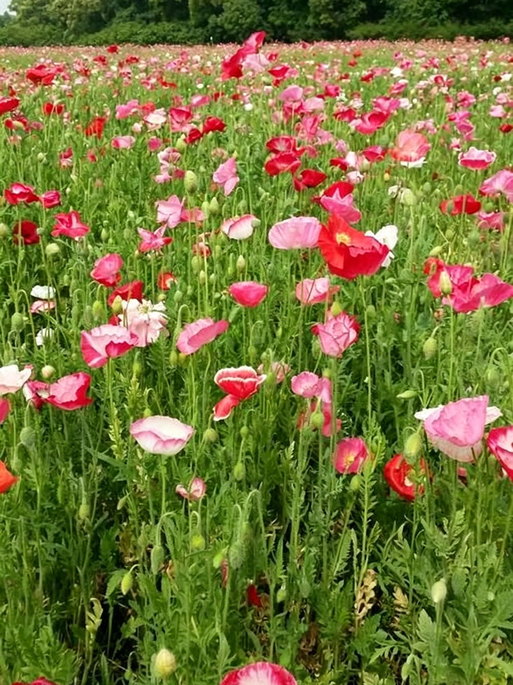 Corn Poppy Mixed Colors