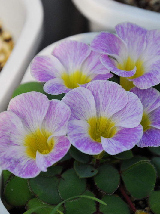 Oxalis obtusa Series Bulb - 'Rounded Venus'