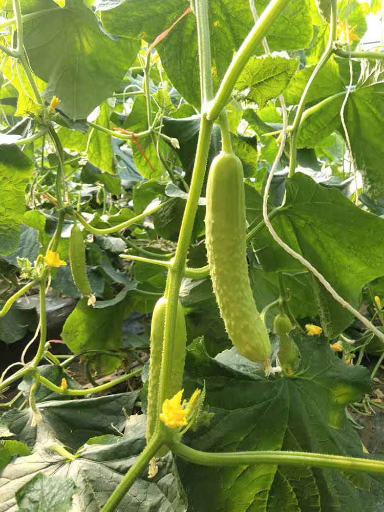 Zhongnong Cuiyu No. 2 Cucumber