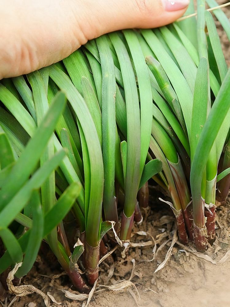 Shandong Red-Root Leek