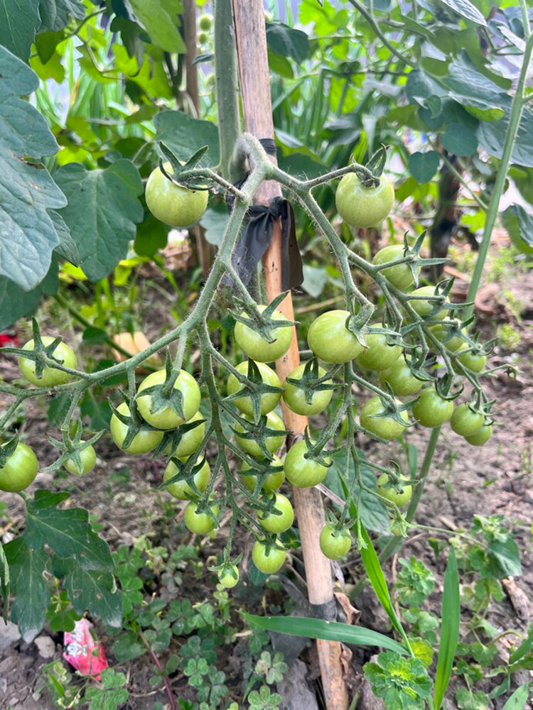 Yanbai No. 9 Cherry Tomato