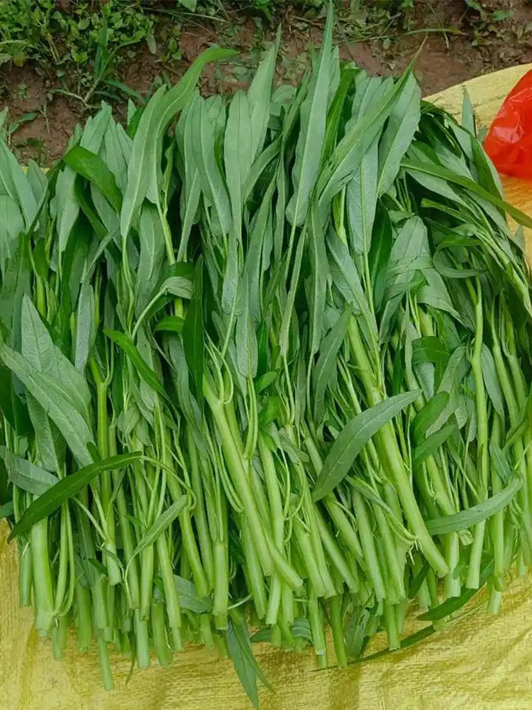 Thai Large Leaf Water Spinach