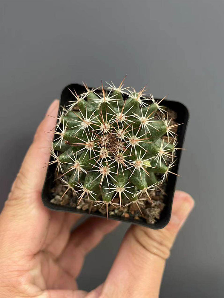 Mammillaria mammillaris 'Cangbaotian'