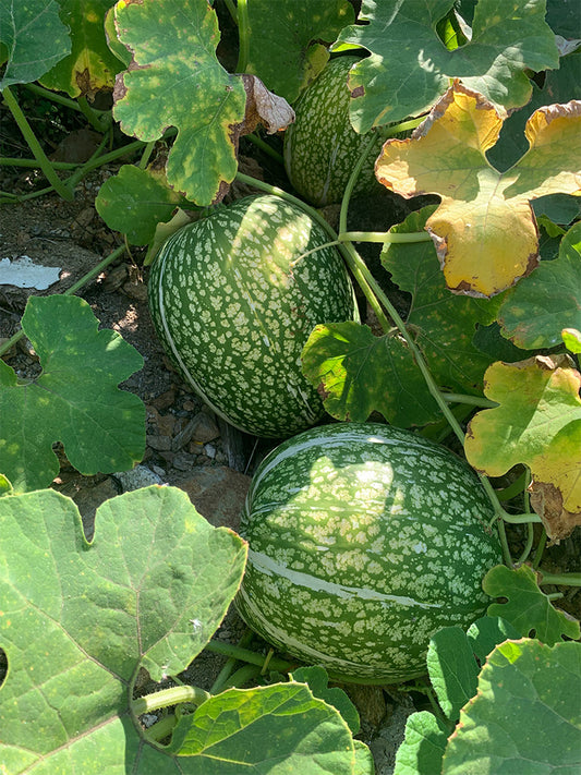 Figleaf Gourd