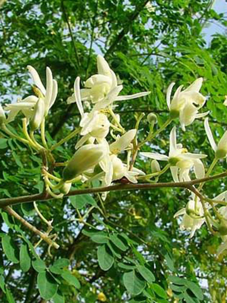 Moringa tree