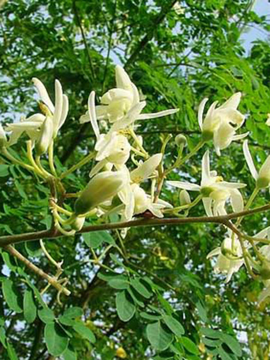 Moringa tree