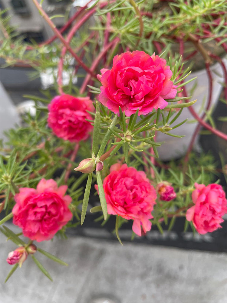 Hezhichun Red Moss-Rose Purslane