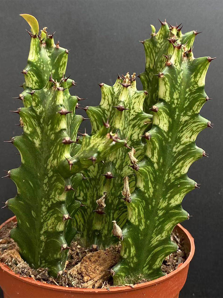 Euphorbia trigona 'Variegata'