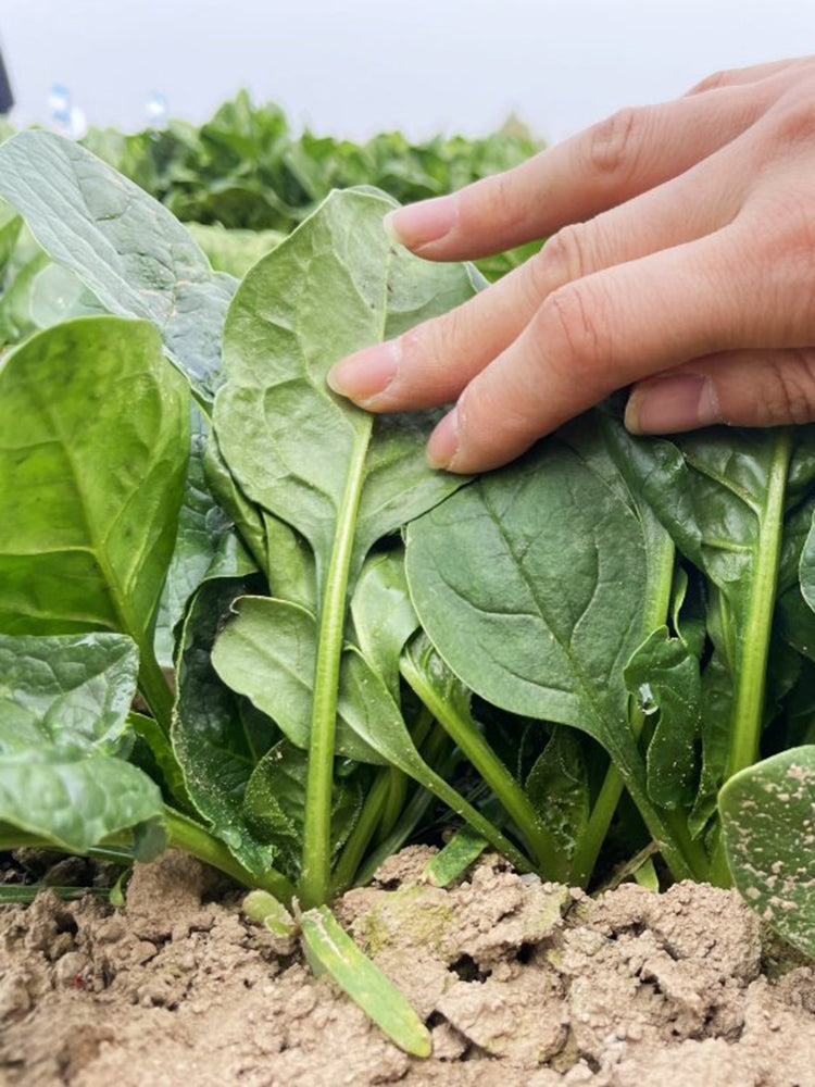 Ground-hugging Spinach