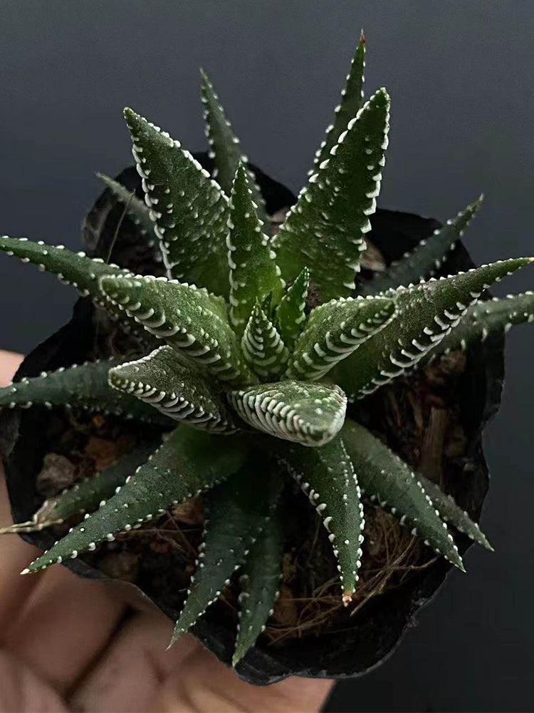 Haworthiopsis fasciata