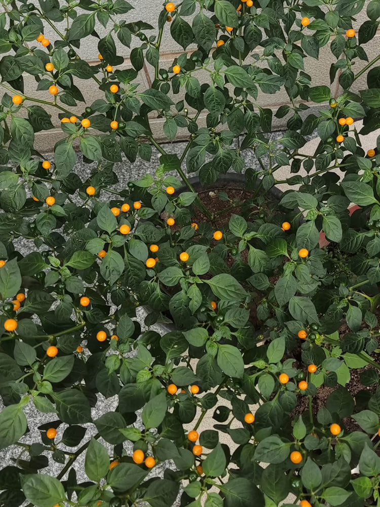 Aji Charapita