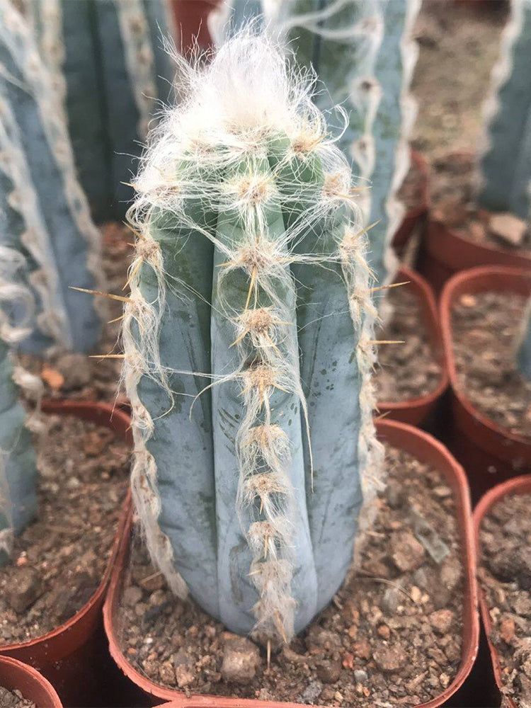 Pilosocereus azureus