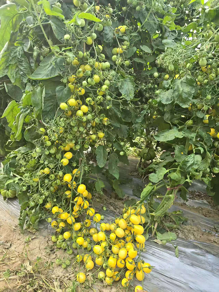 1018 Iva's Sweet White Tomato