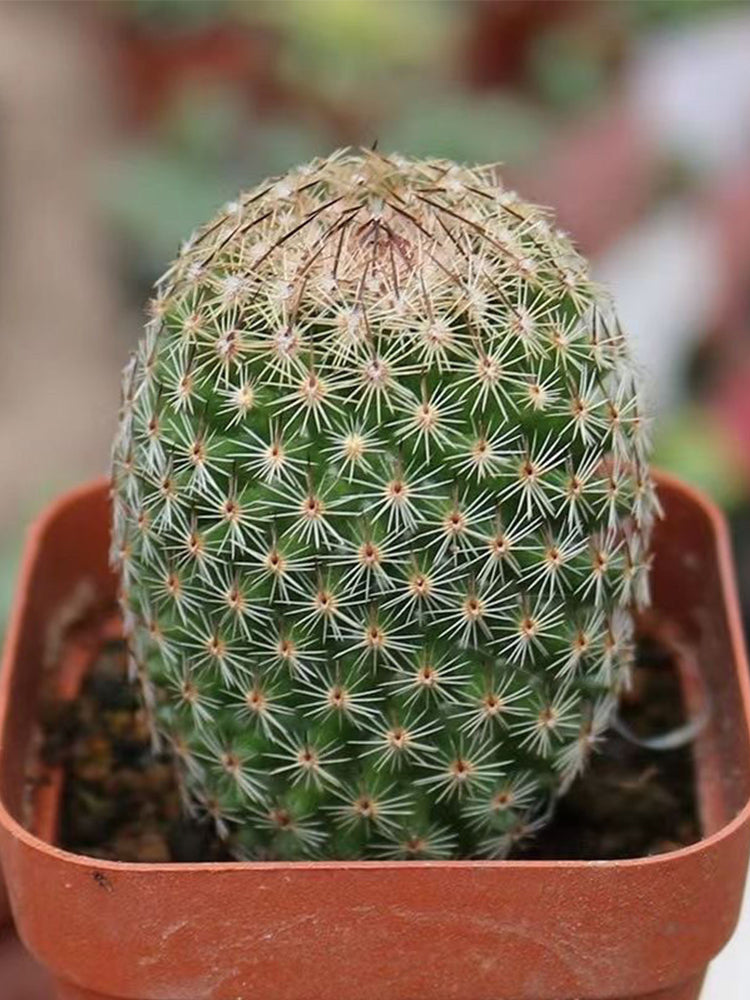 Mammillaria matudae
