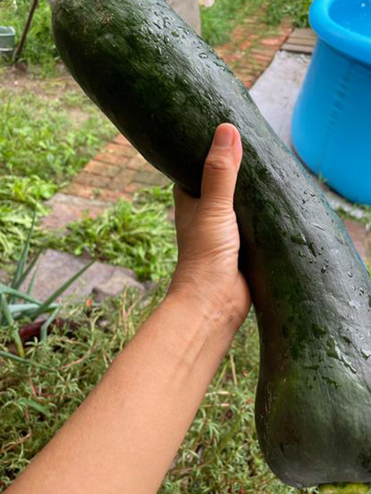 Extra-Early Mobo Squash