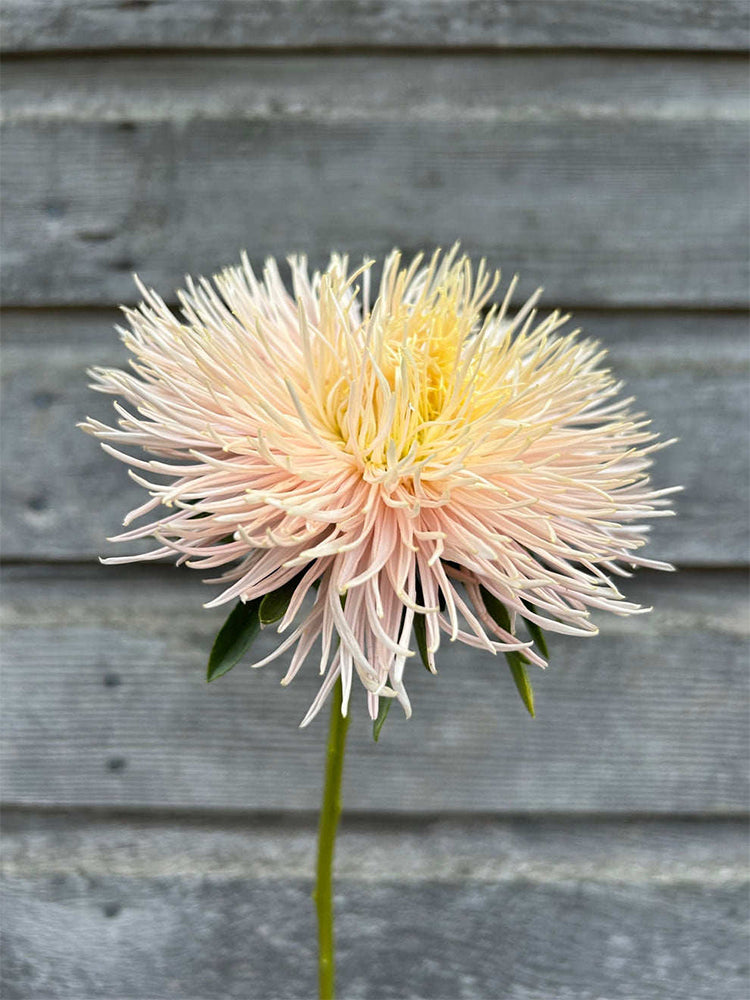 Aster 'Valkyrie Brunhilde Chamois'
