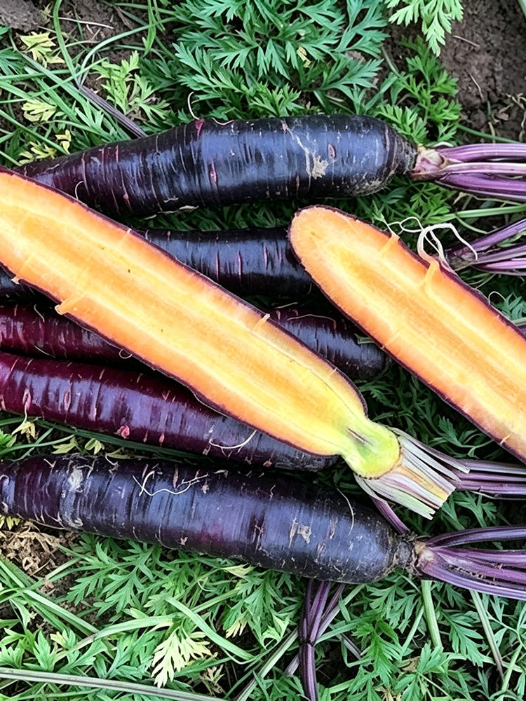 Purple Skin Yellow Flesh Carrot