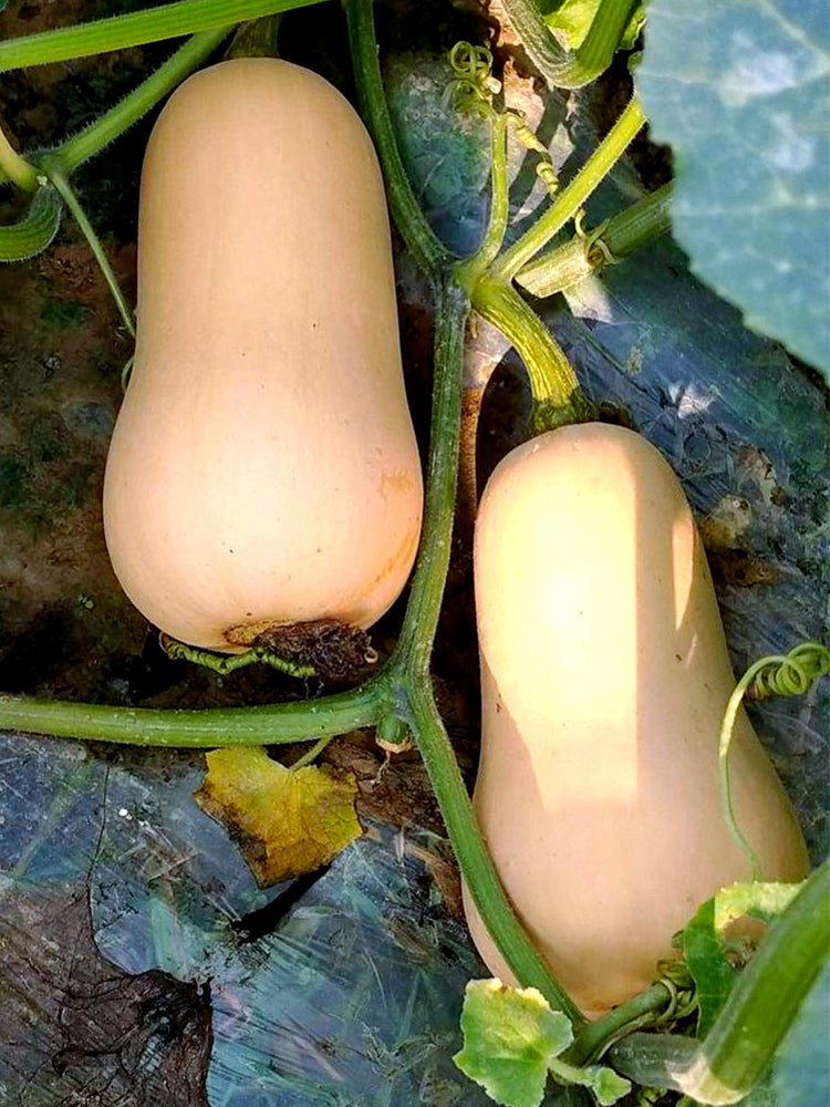 Cream Pumpkins