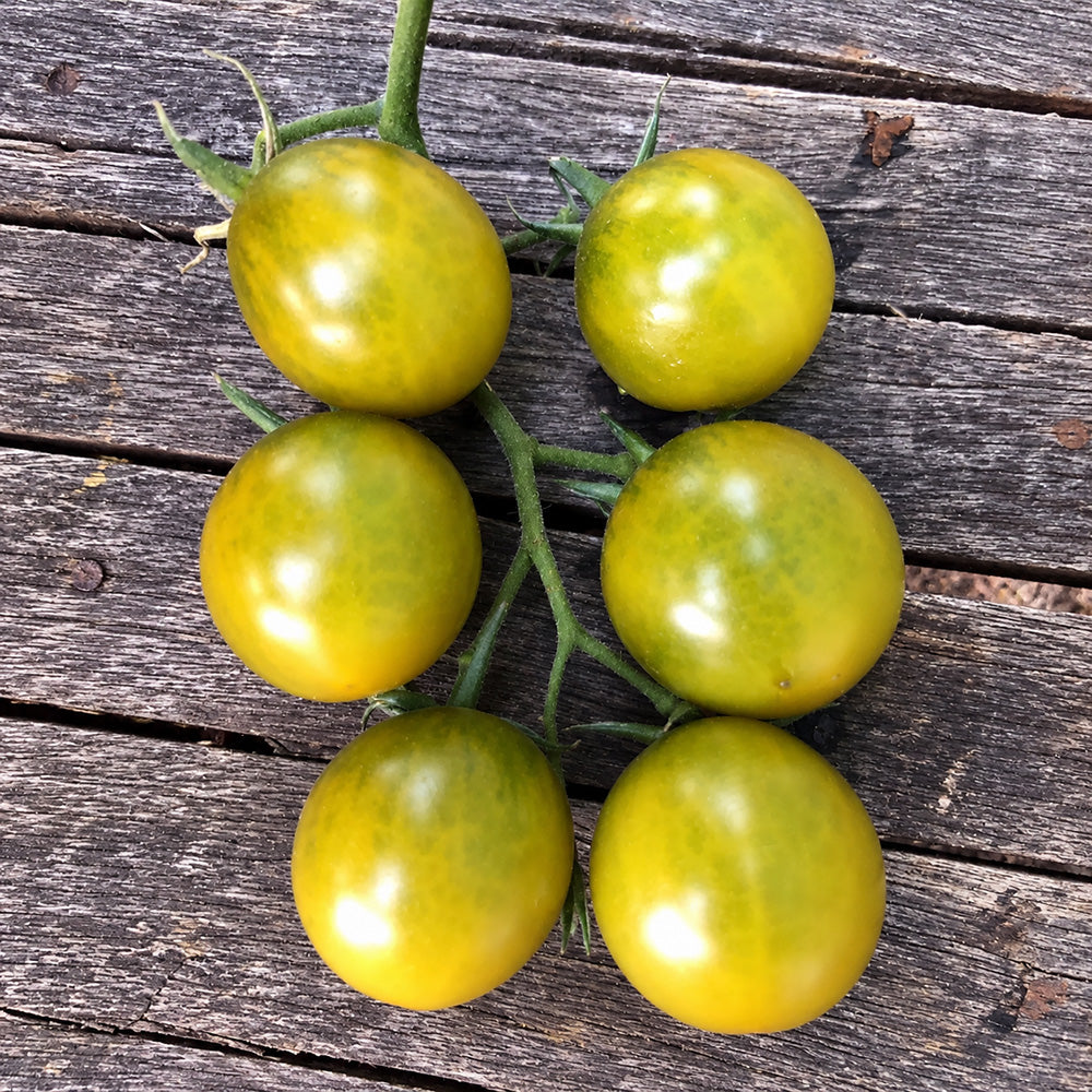 192 Green Honey Tomato