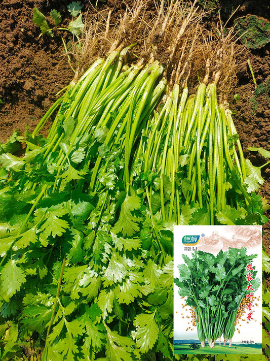 Farmhouse Large-leaf Cilantro