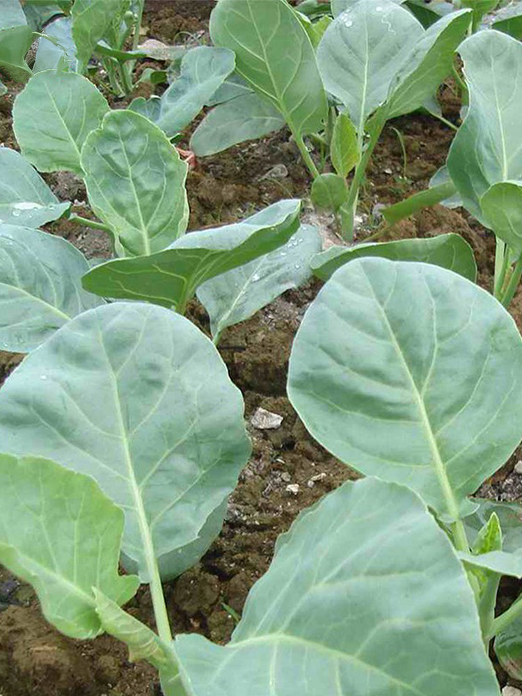 Heat-Tolerant Round-Leaf Chinese Kale