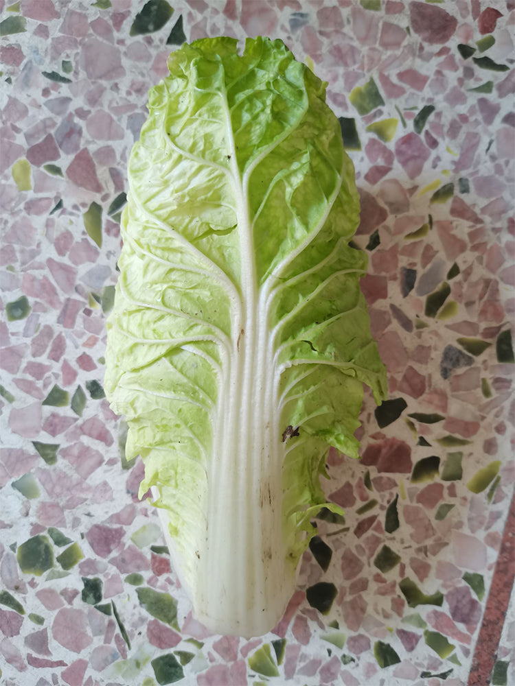 Chunmei F1 Hybrid Chinese Cabbage