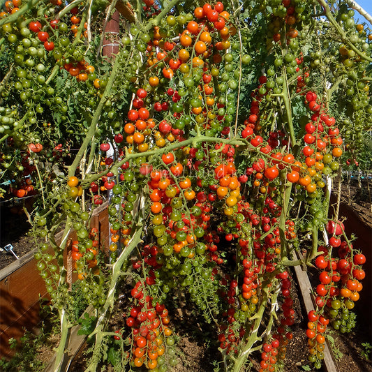 648 Eva Red Berry Tomato