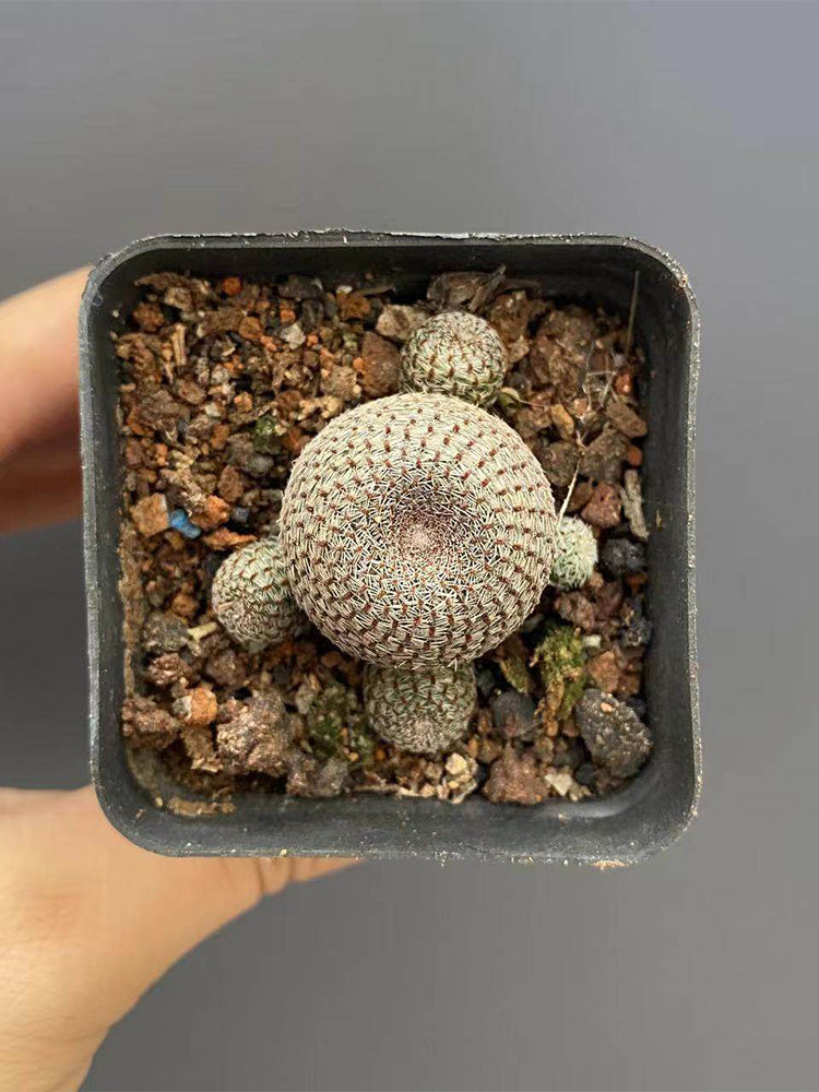 Rebutia heliosa