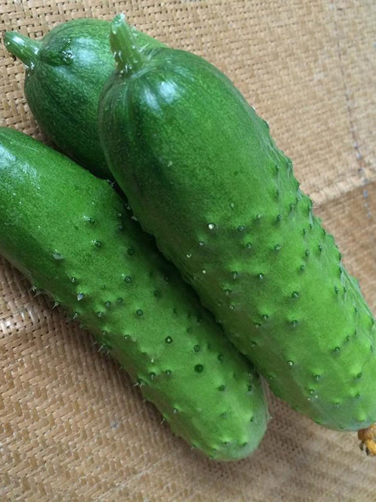 Trellis-Crushing Snack Cucumber