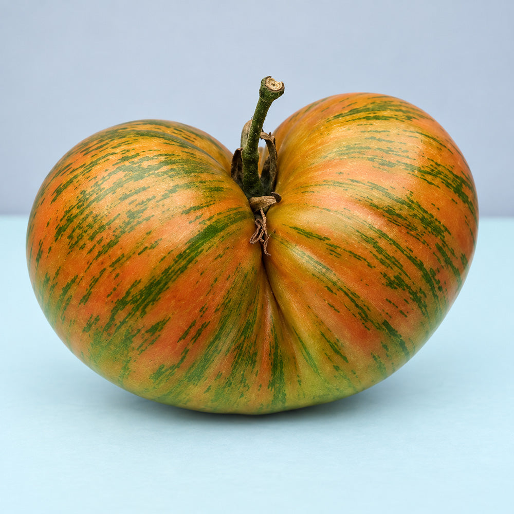 435 Kozula 224 Tomato