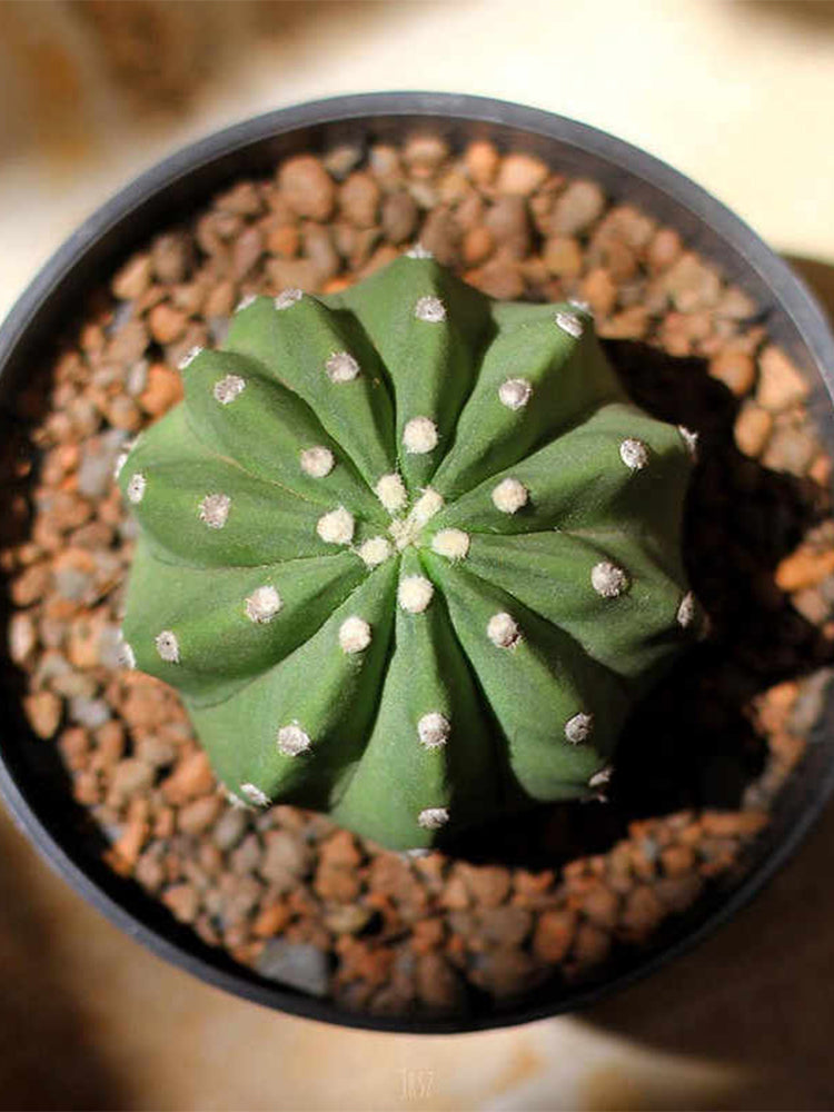Echinopsis eyriesii Live Cactus