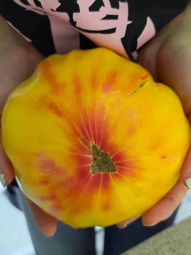 Cocktail Fruit Tomato