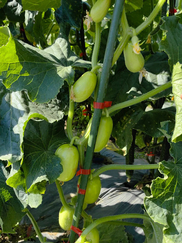 Yuanbao Fruit Cucumber