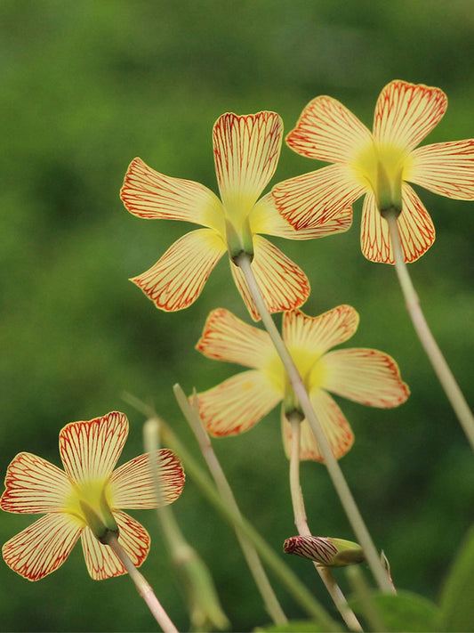 Oxalis obtusa Series Bulb - 'Striped Back'