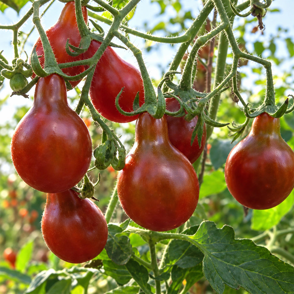 135 Cafe Bule Tomato