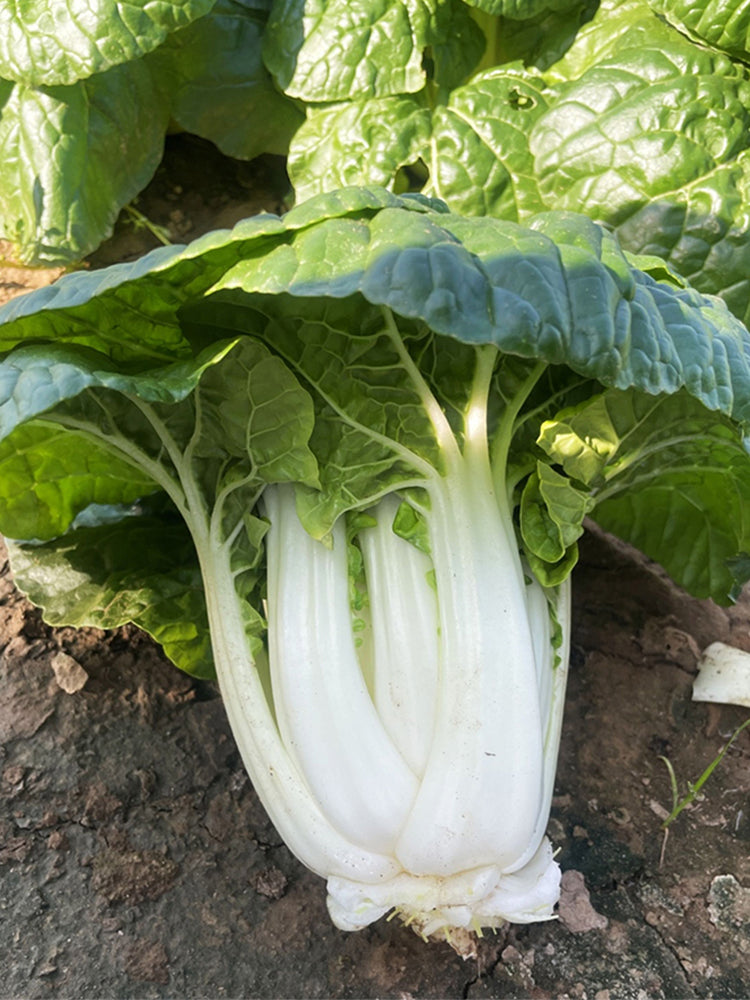 Yellow-Heart Wuta Cai