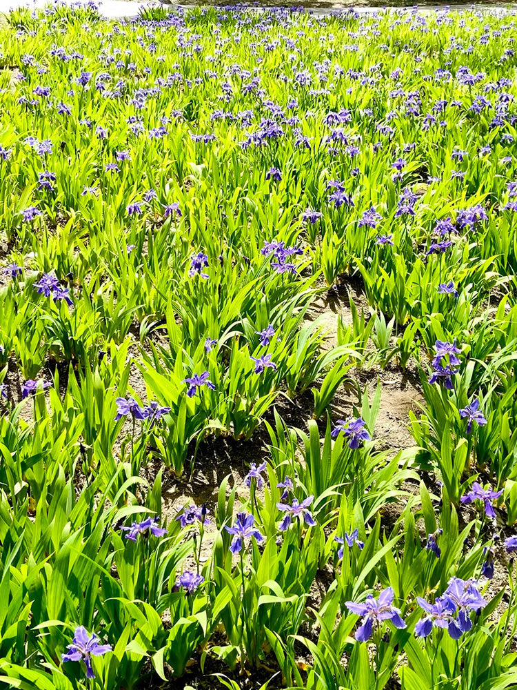 Blue Butterfly Iris