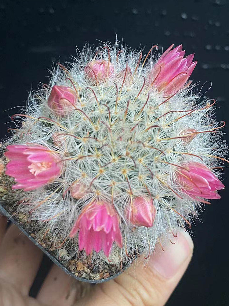 Mammillaria bocasana